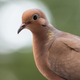 A mourning dove on my fire escape